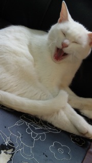 ����䂷