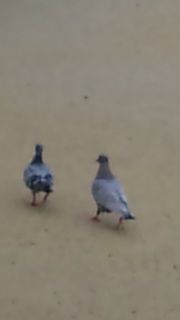 ���̃R��