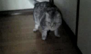 �ʂ��[